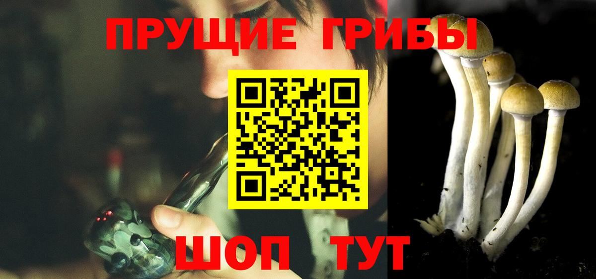 Псилоцибиновые грибы Psilocybine cubensis Губаха